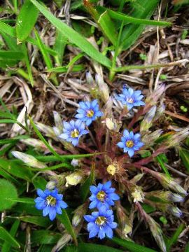  Gentiana Scabra Extract 